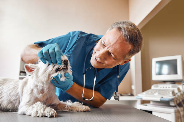 Best Emergency Tooth Extraction in Gravette, AR